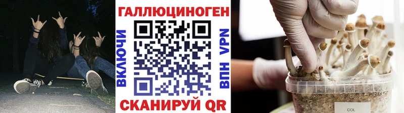 что такое   Кудрово  mega зеркало  Галлюциногенные грибы мицелий 